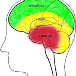 Triune-Brain-Theory
